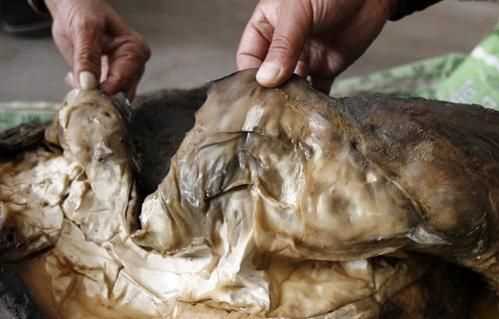 太歲到底是植物還是動物