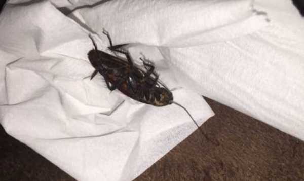 蟑螂能扔馬桶里沖走嘛,蟑螂沖進(jìn)馬桶里還會回來嗎圖1