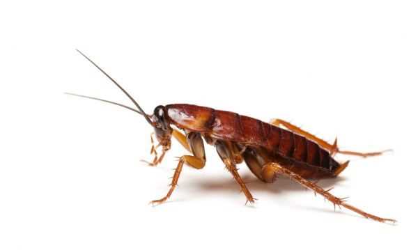 蟑螂能扔馬桶里沖走嘛,蟑螂沖進(jìn)馬桶里還會回來嗎圖4