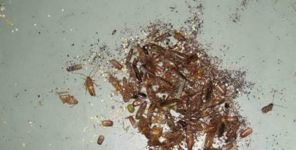 蟑螂沖到下水道會越來越多,蟑螂沖進馬桶會繁衍嗎圖2
