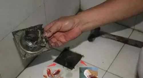 蟑螂沖到下水道會越來越多,蟑螂沖進馬桶會繁衍嗎圖3