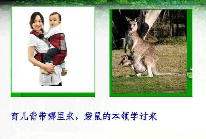 人類從哪些動(dòng)物身上得到了啟示發(fā)明了什么有什么用途