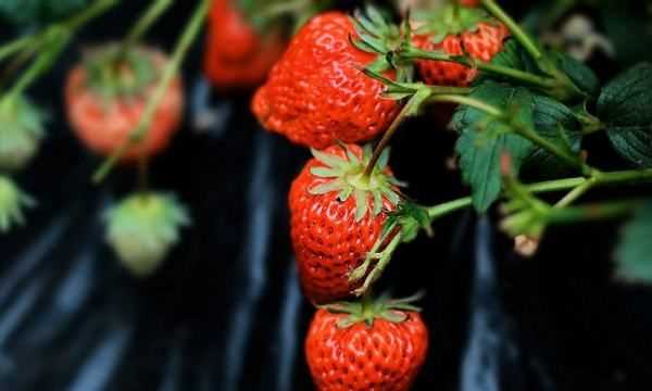 草莓紅了后多久才能吃,草莓變紅了之后有一點點發(fā)黃是什么事情圖1