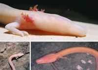 成語(yǔ)無(wú)腸公子是什么動(dòng)物的別稱(chēng)