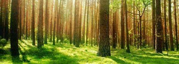 保護森林的重要性,森林對人類生存和發(fā)展的重要性圖3