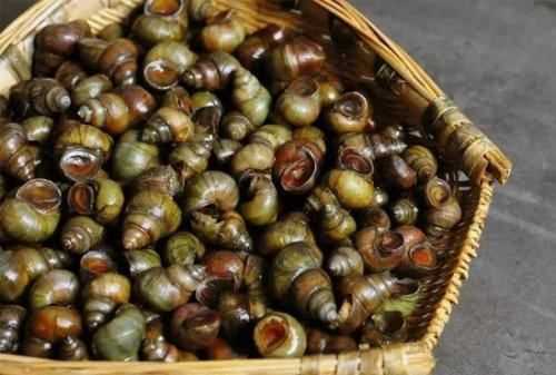 螺絲吃哪個部位,螺絲哪里能吃哪里不能吃圖圖4