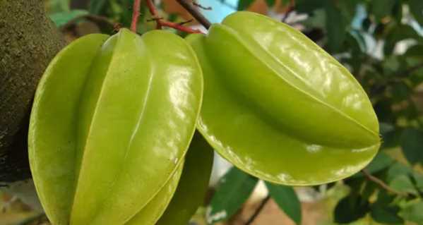 青楊桃可以吃,楊桃綠色的是還沒熟的嗎圖1