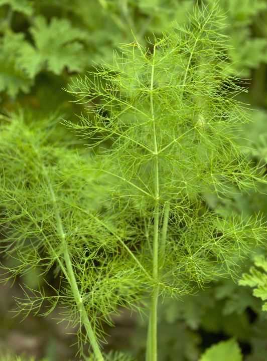 茴香吃葉子還是莖,球莖茴香和割茬茴香有什么區(qū)別呢圖1