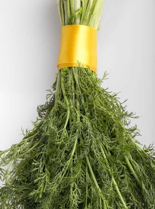 茴香吃葉子還是莖,球莖茴香和割茬茴香有什么區(qū)別呢圖2