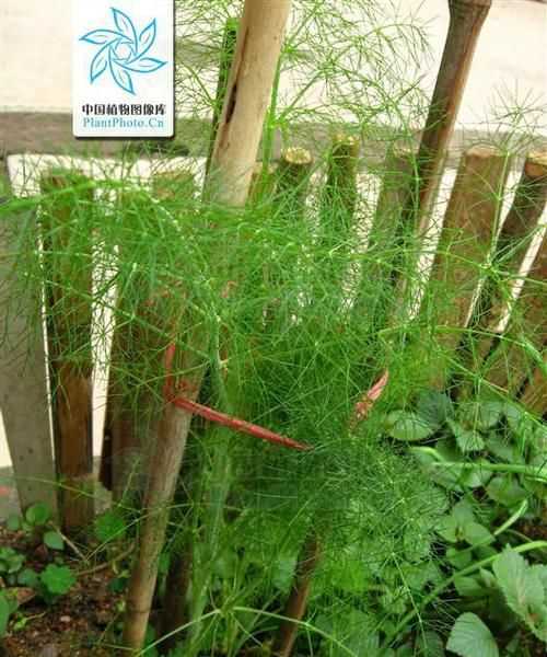 茴香莖能做餃子餡嗎