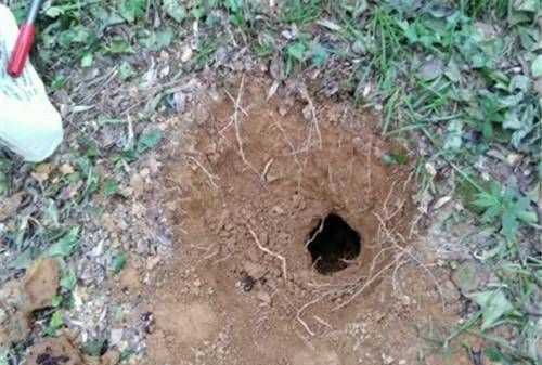 螞蟻洞口辨別方向的方法