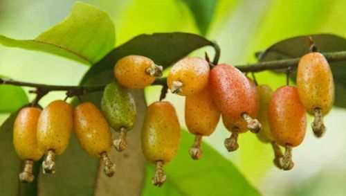 羊奶蘋果和普通蘋果區(qū)別圖片