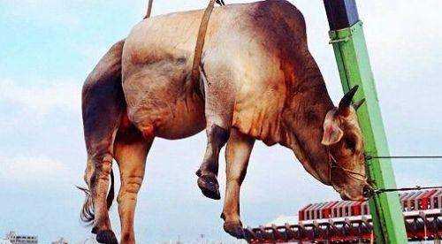 牛胸口是哪個(gè)部位,牛胸是哪個(gè)部位的肉圖1