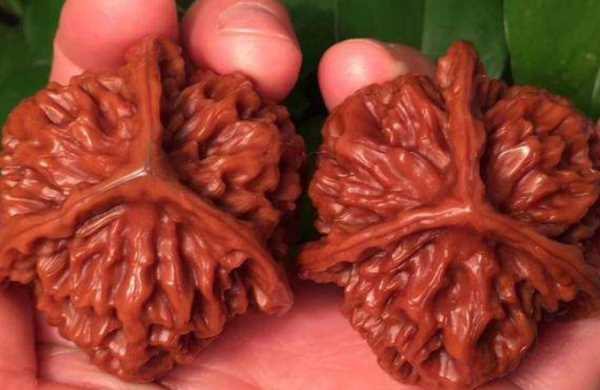 核桃怎么盤變紅比較快,文玩核桃怎么能快速變紅圖3