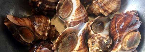 海螺死了能不能吃了,海螺隔一天能不能吃了圖3