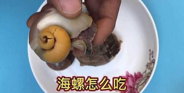 海螺死的可以吃嗎