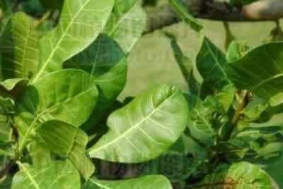 腰果的皮可以吃,腰果的皮可以吃嗎?圖2