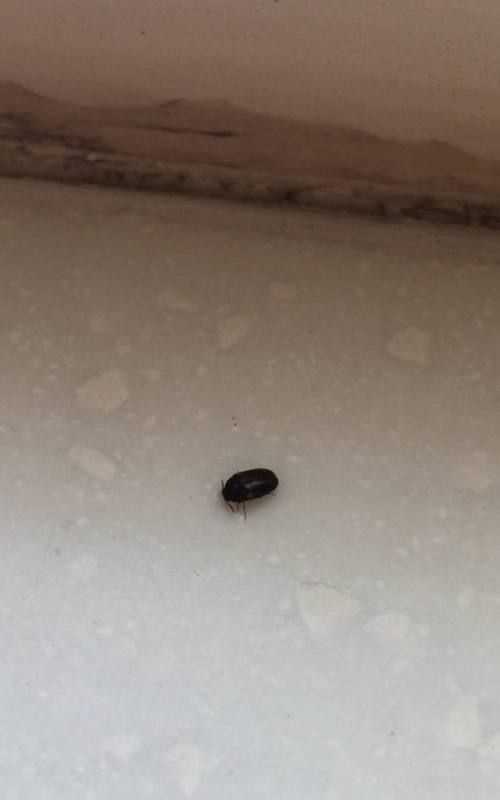 怎么去除床上小黑蟲(chóng)