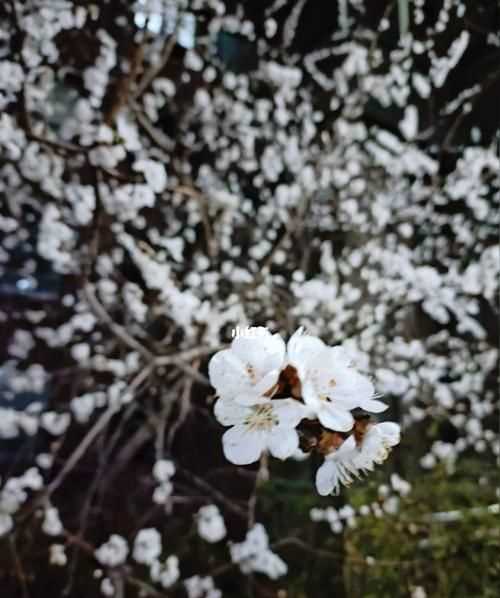 忽如一夜春風(fēng)來下一句是什么