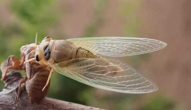 蟬古詩(shī)中的緌為什么消失了