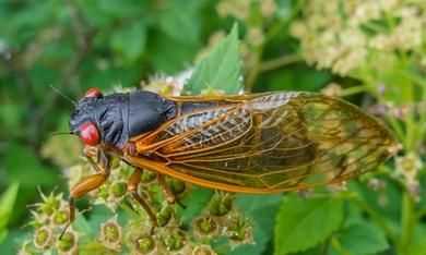 蟬消失的原因是什么