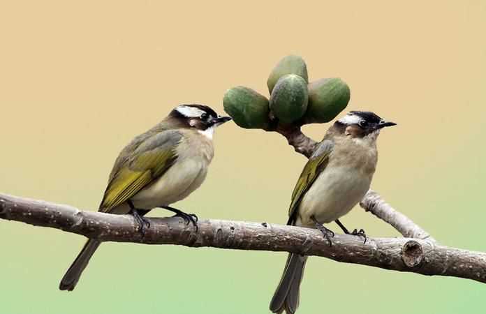昨天晚上飛來一只白頭翁鳥住在我家的小樹上