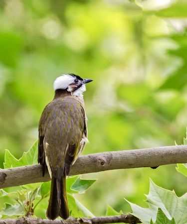 這個是什么鳥，為什么白頭翁看到它會嘰嘰喳喳的叫不停