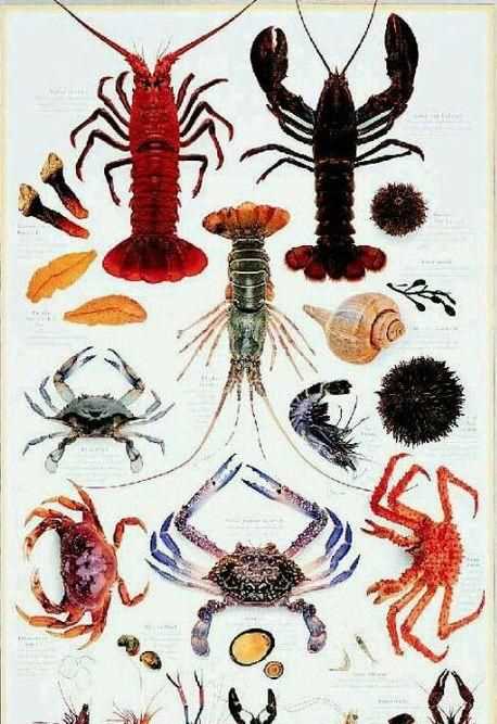 甲殼類動(dòng)物有哪些