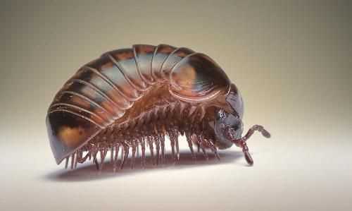 其它類型的甲殼綱動(dòng)物都有哪些