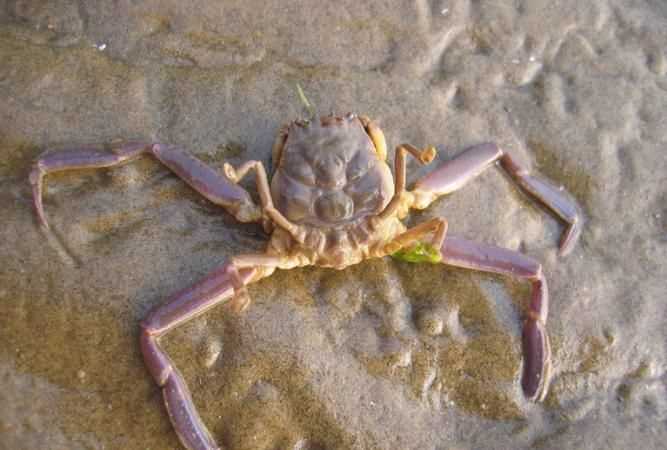 目前已知有多少甲殼綱動(dòng)物