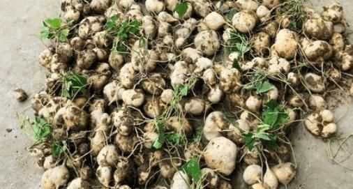 涼薯葉片發(fā)黃是什么原因