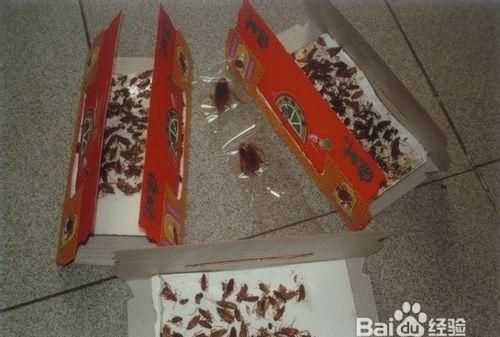 自制滅蟑螂最有效的方法