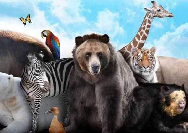 動物園智力次于人的是