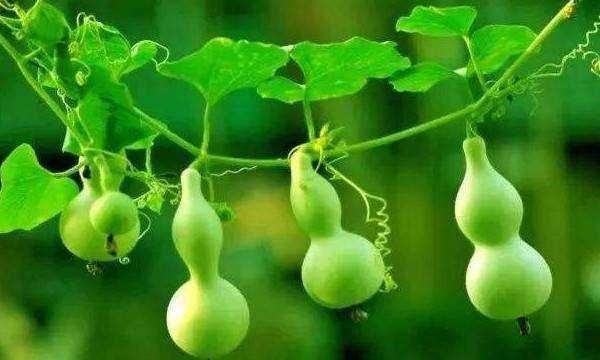 葫蘆代表什么寓意,葫蘆的寓意和象征圖12