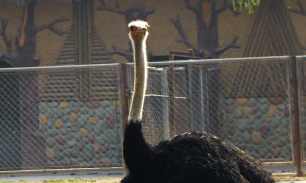 觸電埋沙堆有什么用,人觸電后用沙子埋吸走電這科學圖2