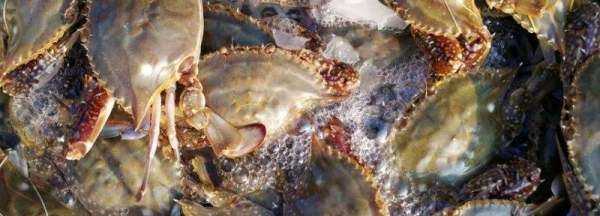 梭子蟹是海蟹,梭子蟹有沒有蟹黃圖4