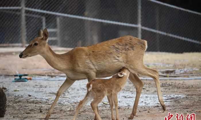 鹿是國(guó)家保護(hù)動(dòng)物嗎?