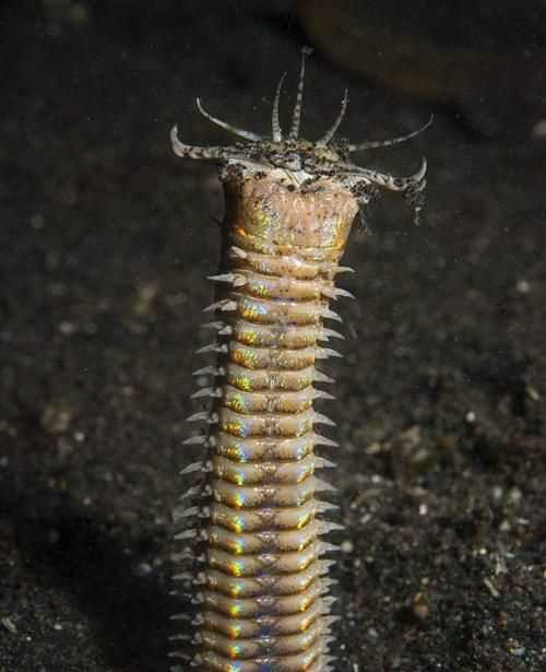 博比特蟲有毒嗎