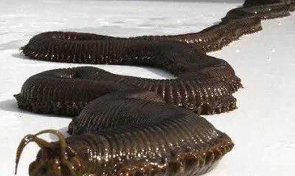 十大最危險的海洋生物排名