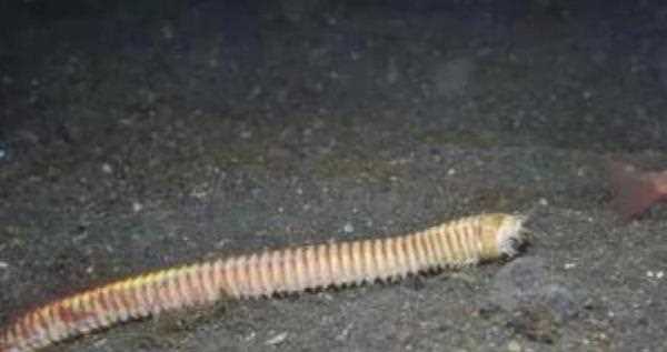 博比特蟲有毒,博比特蟲有毒嗎圖4