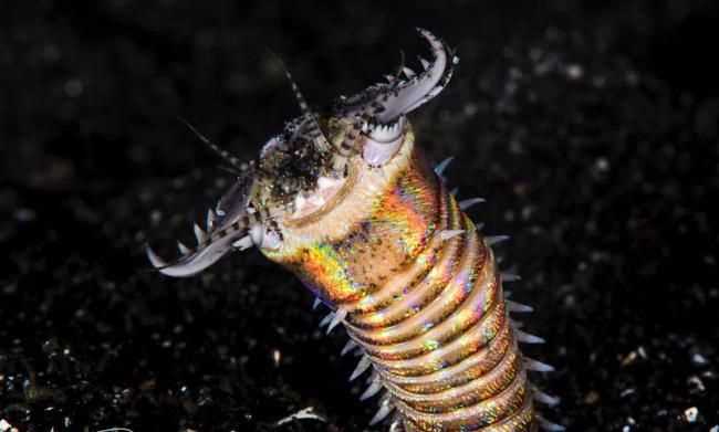 博比特蟲能吃么