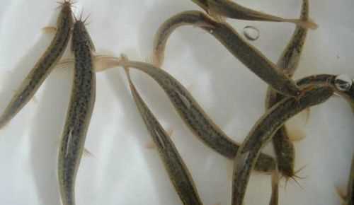 網(wǎng)絡(luò)用語(yǔ)黃鱔泥鰍什么意思