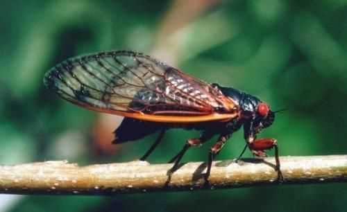 法布爾蟬的生活習性