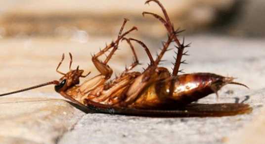 蟑螂踩死繁殖更快,踩死蟑螂會(huì)產(chǎn)生更多嗎圖1