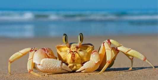 螃蟹幾只腳正確答案