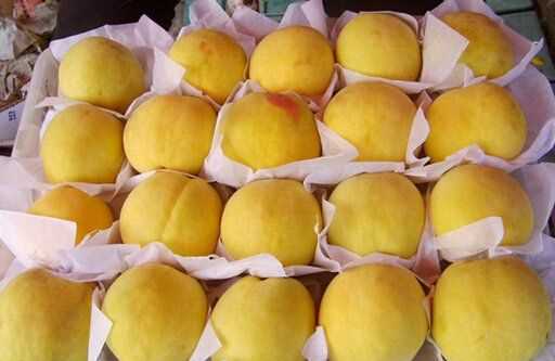 黃桃放冰箱怎么保存,黃桃可以放冰箱嗎 黃桃怎么保存圖8