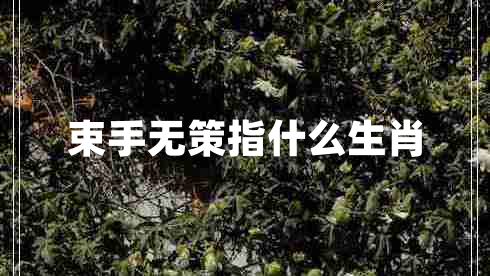 束手無(wú)策指什么生肖