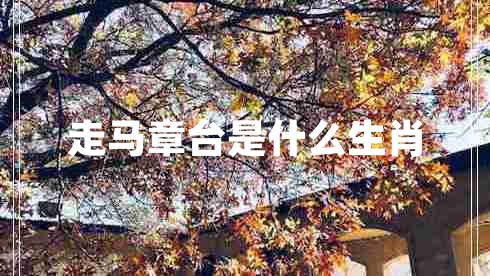 走馬章臺是什么生肖