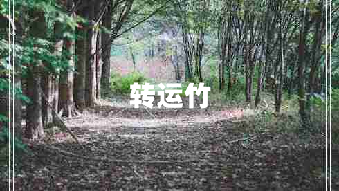 轉(zhuǎn)運(yùn)竹