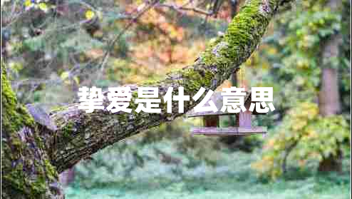 摯愛是什么意思